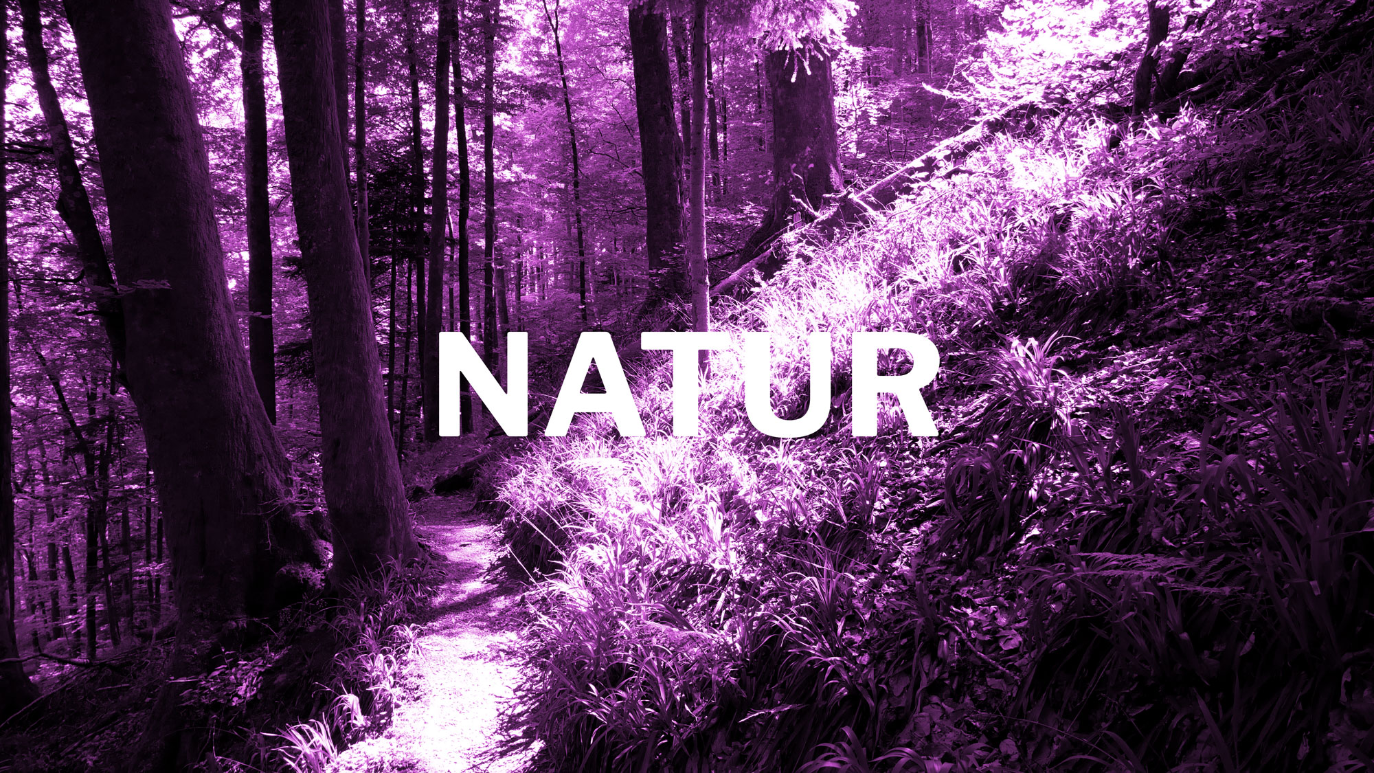 Das Bild zur Gewalt 'Natur'. Es zeigt einen Bannwaldabschnitt mit der Bildüberschrift: Natur.