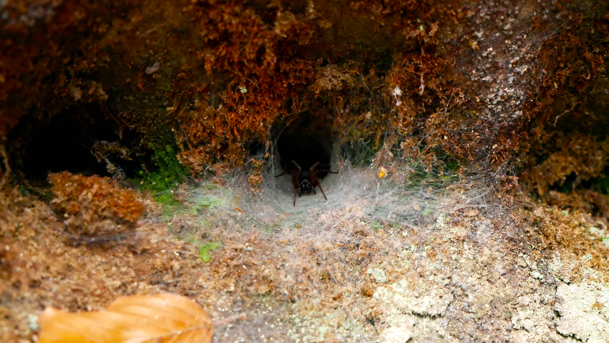 Eine Erzählung mit dem Namen: Höhlen 02. Das Bild zeigt eine Spinne, lauernd in der Dunkelheit ihrer Höhle.